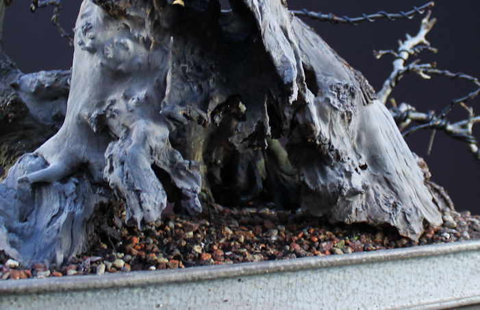 Crab Apple Bonsai Carving and Styling